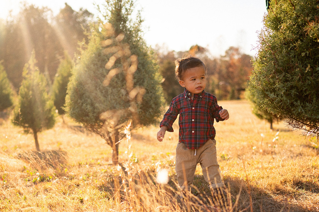 Toddler exploring a sunlit evergreen field